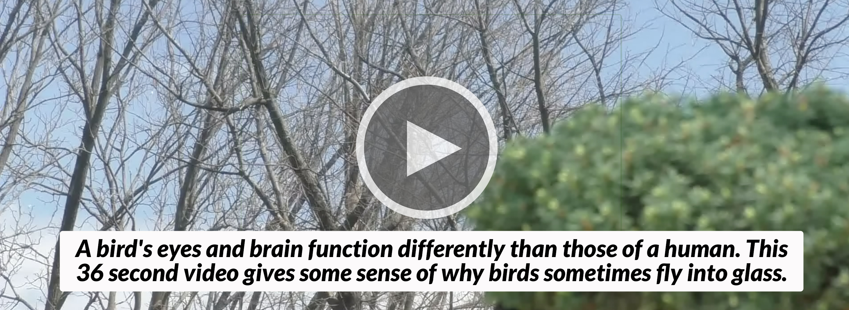 Acopian BirdSavers - Prevent Birds From Flying Into Windows